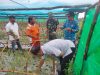 Danramil 03/Gantung Menghadiri Kegiatan Penyerahan Bantuan CSR dari PT Timah Untuk Petani Kecamatan Gantung