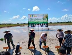 Kegiatan Yuk Betanam Padi Dihadiri Jajaran Koramil 414-03 Gantung