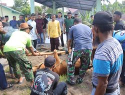 Dandim 0414/Belitung Sumbang Sapi Limousin di Hari Raya Idul Adha 1445 H