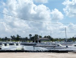 Forum Biru Terus Lakukan Pantauan Kegiatan Tambak Udang Vaname, Ini Kata Ketua LSM PMPRI Provinsi Babel