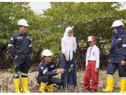 Hadapi Mitigasi Perubahan Iklim ,PT Timah Gencarkan Penanaman Mangrove 