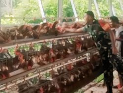 Babinsa Timika Komsos Bersama Pemilik Ternak Ayam Petelur