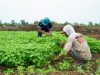 Farm Estate Tanjung Ular PT Timah, Manfaatkan Lahan Untuk Dukung Asta Cita