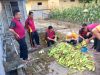 Polsek Koba Panen 155 Kg Jagung Manis