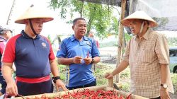 Kepala Zona Bakamla Tengah Pimpin Panen Perdana Cabai di Lahan Mako Baru