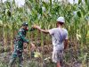 Selalu Hadir Bersama Warga Binaan, Babinsa Mapurujaya Bantu Petani Panen Jagung